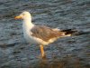 Yellow-legged Gull at Two Tree Island (Steve Arlow) (160779 bytes) Yellow-legged Gull at Two Tree Island (Steve Arlow) (160779 bytes)